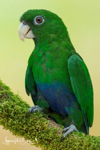 Blauwbuik