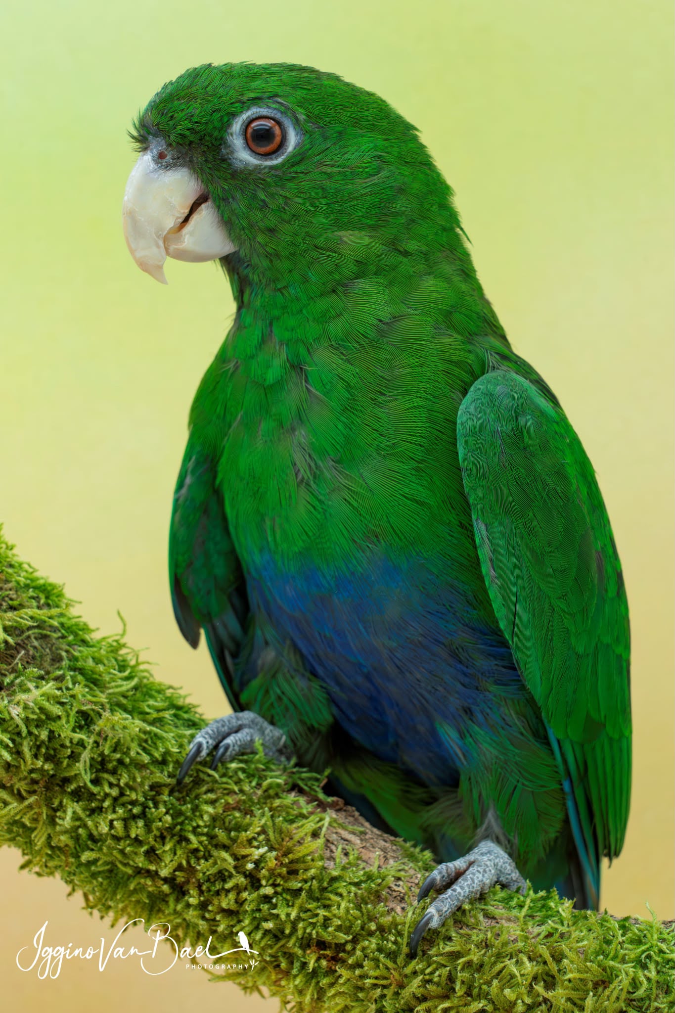 Blauwbuik