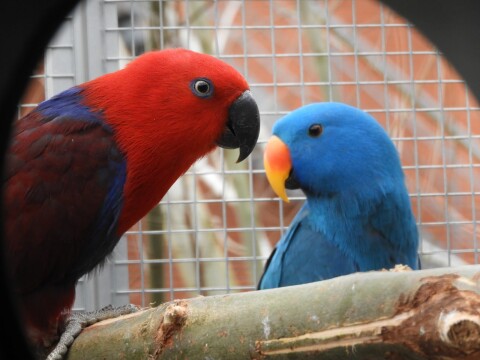 Blauwedels 1