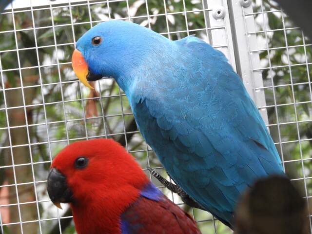 Blauwedels