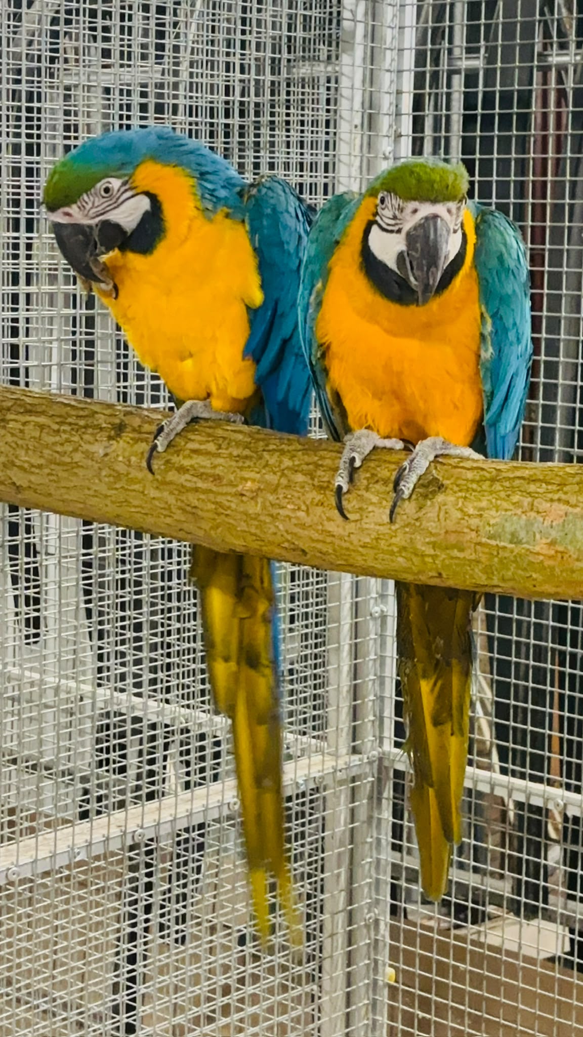 Blauwgele 2