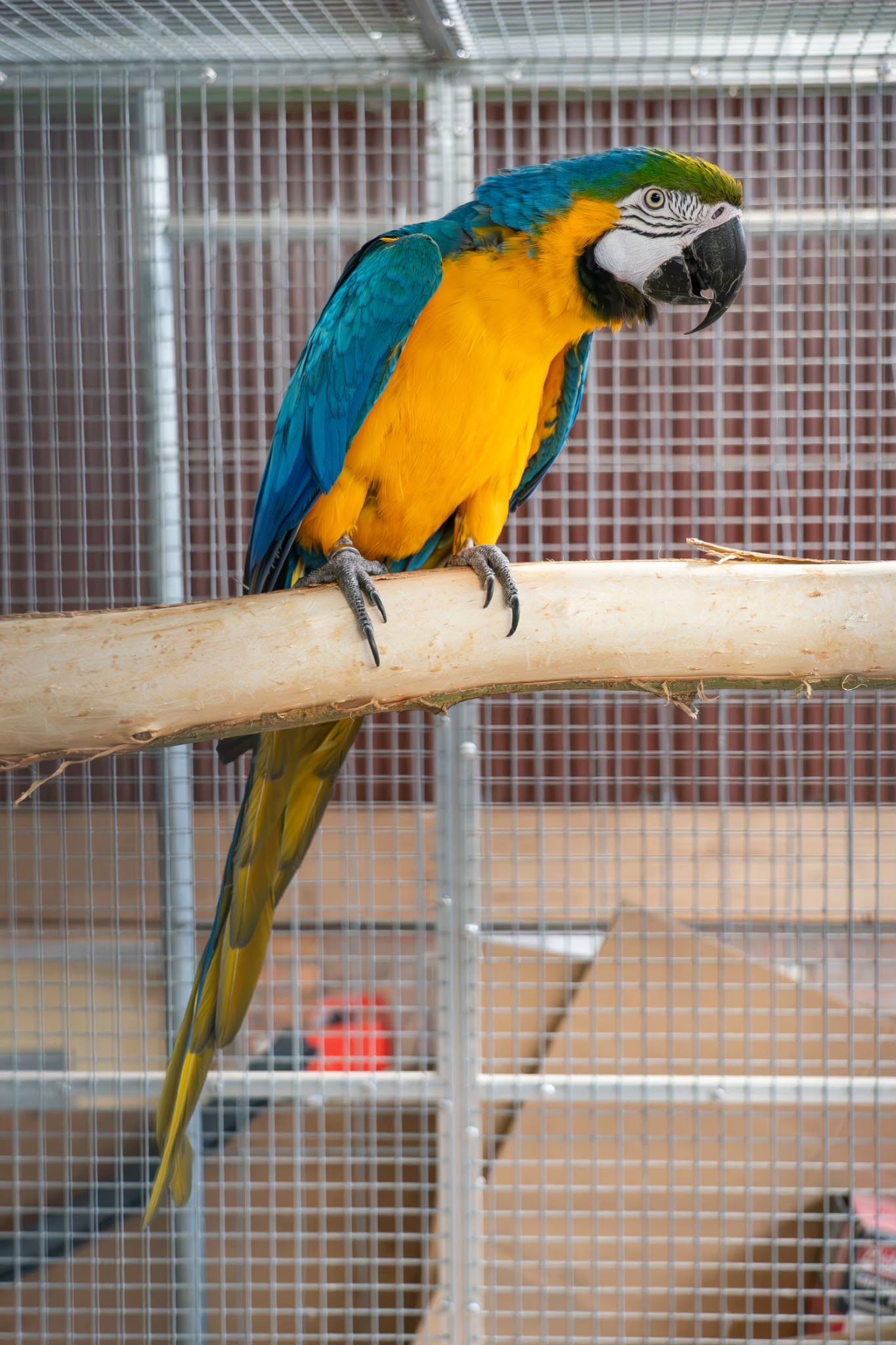 Blauwgele