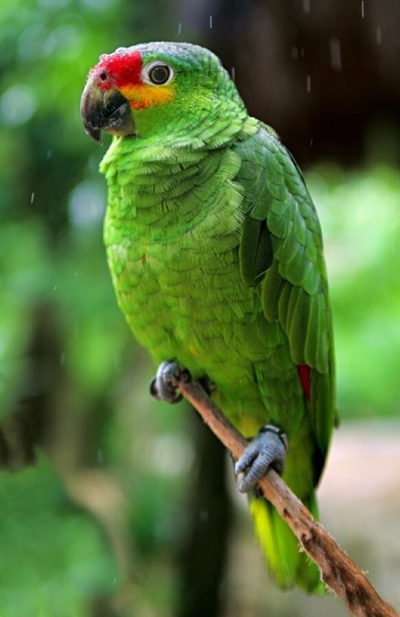 Geelwangamazone