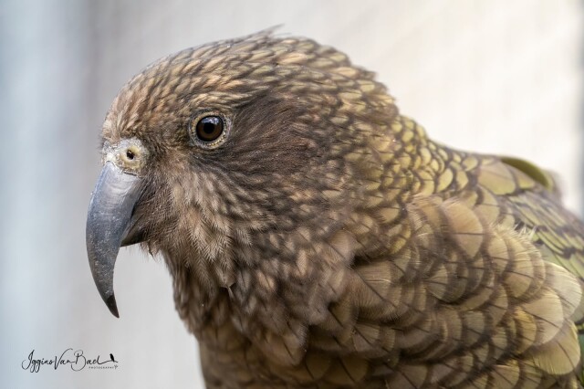 Kea 1