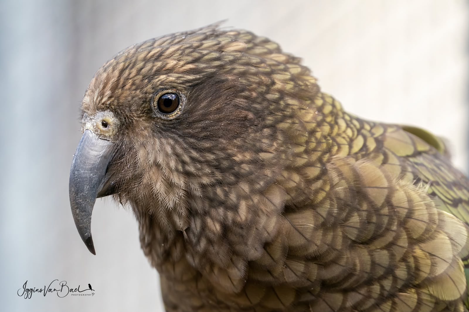 Kea 1