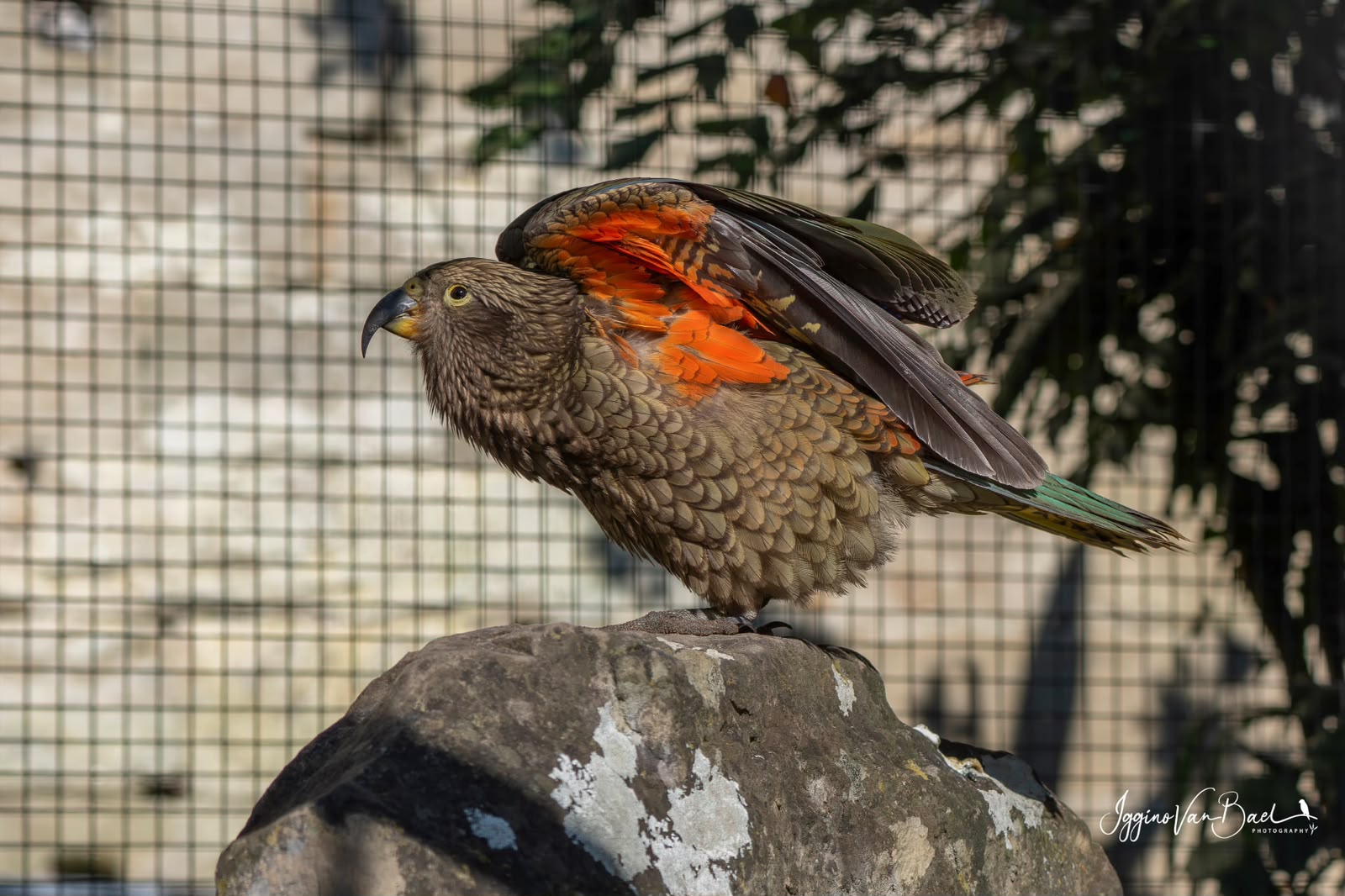 Kea 2