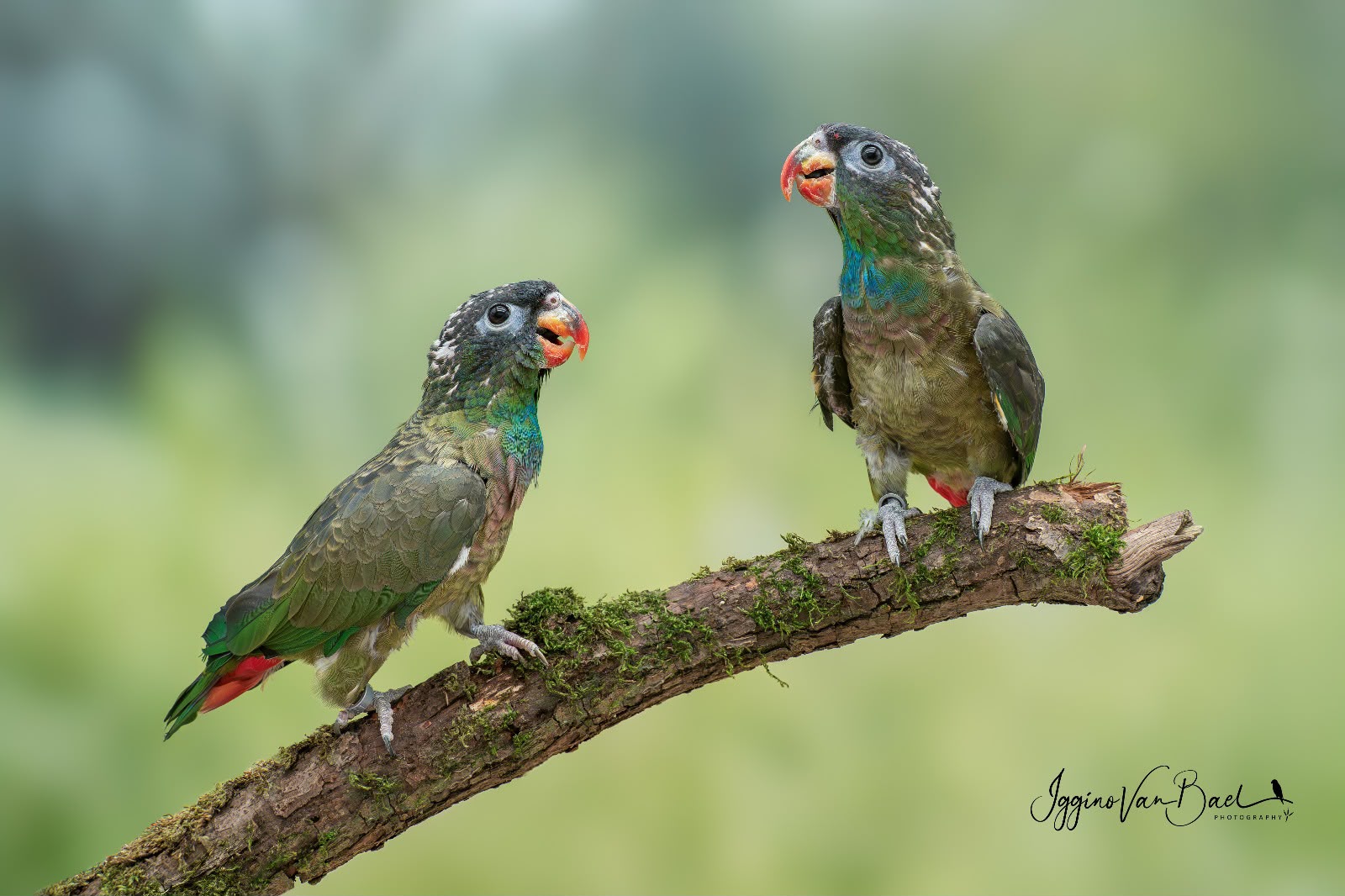 Pionus 1