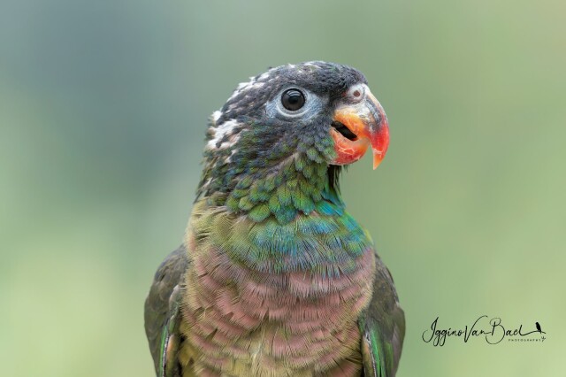 Pionus