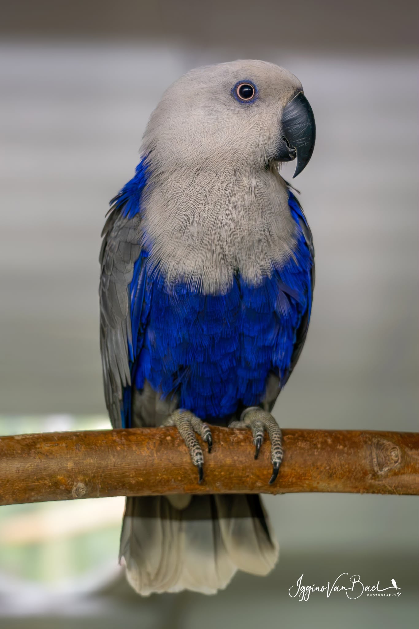 Pop blauw