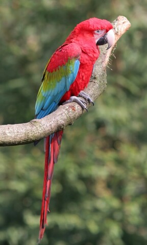 Vogel 1