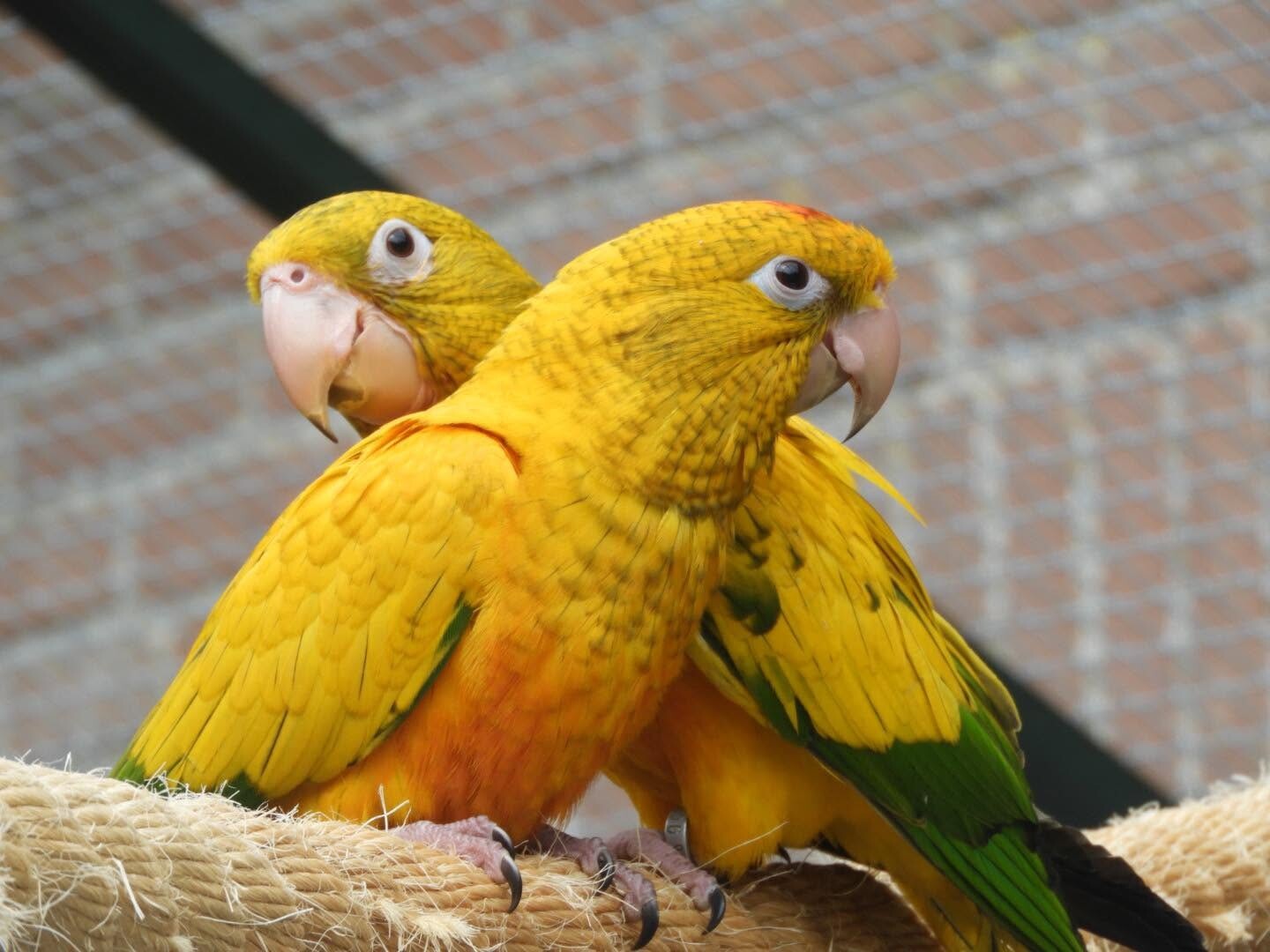 Vogel2
